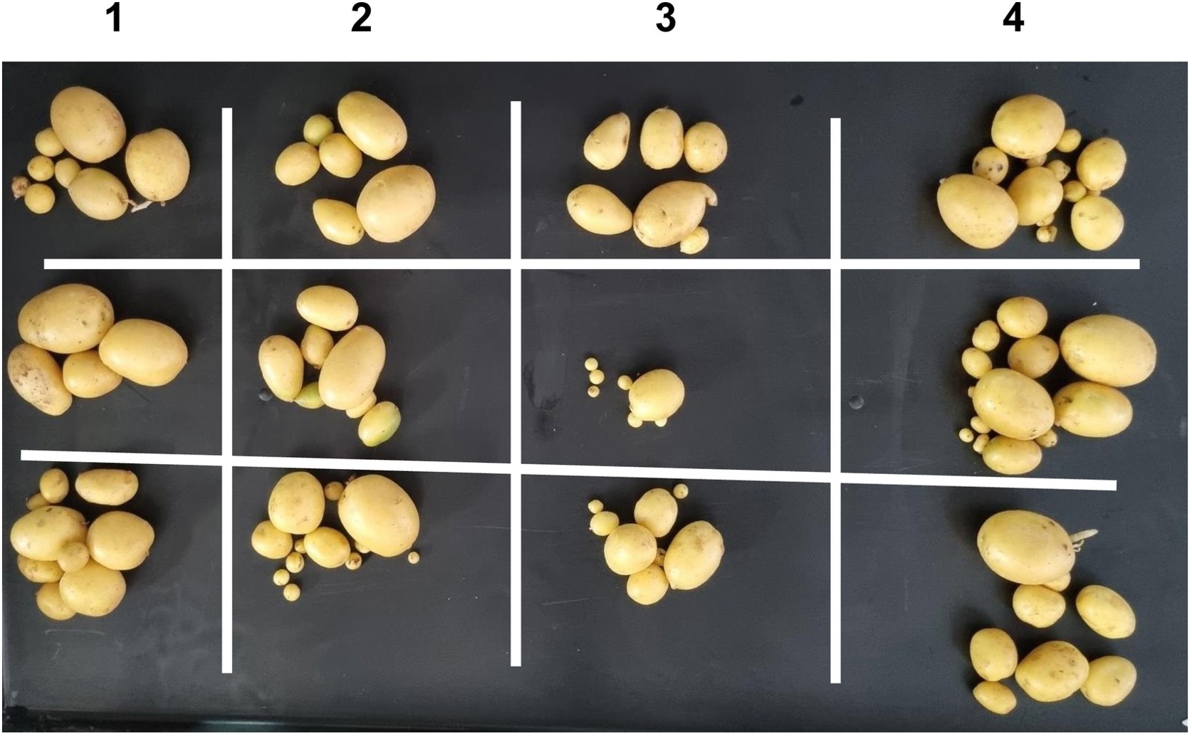 Potato growth is unexpectedly preserved during co-attack by the fall armyworm and a bacterial pathogen.