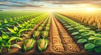 Maximizing Crop Nutrition with Corn and Soybean Rotation Systems