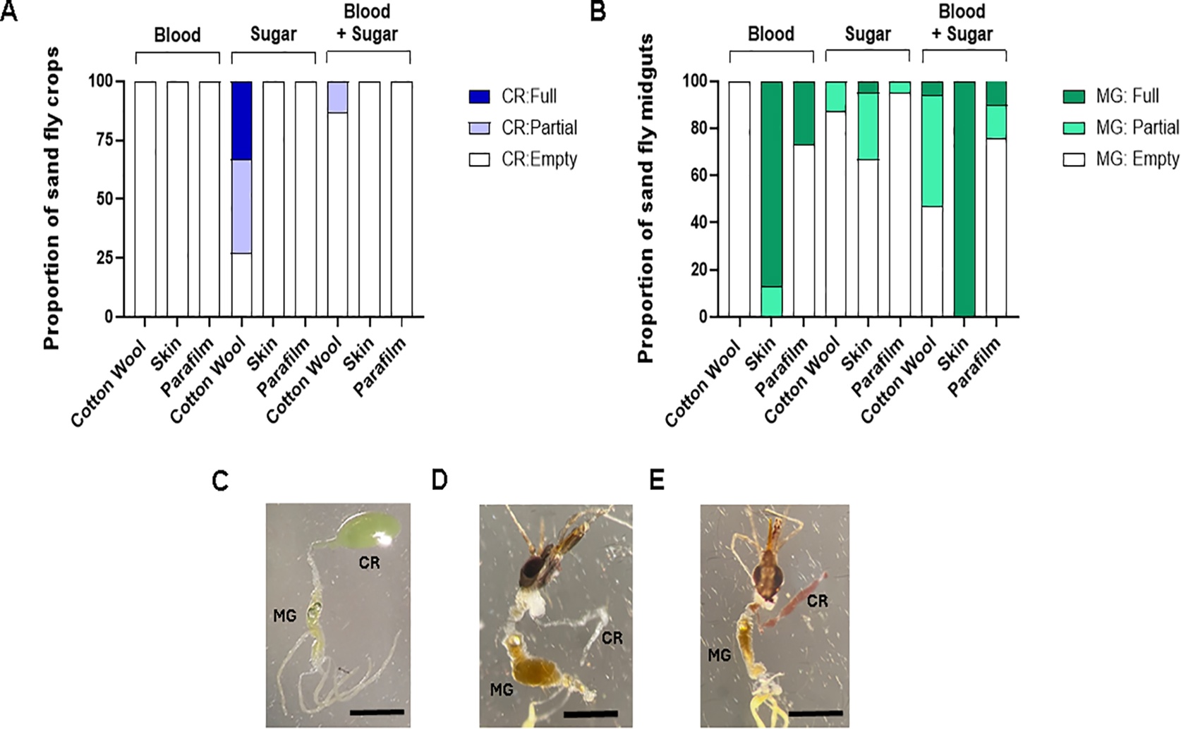 Using sugar baits to attract and trap sand flies that spread leishmaniasis
