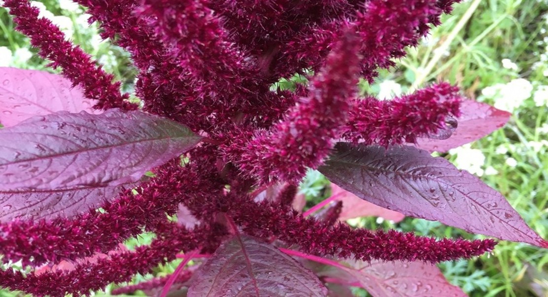 Uncovering the anti-inflammatory potential of amaranth as a functional livestock feed.