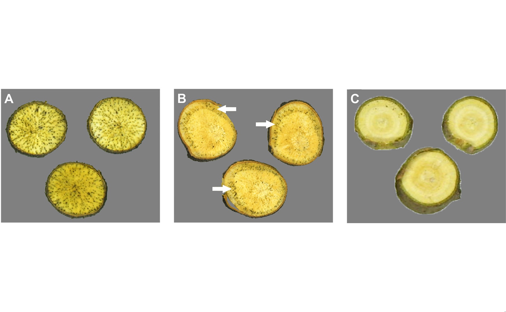 New fungus discovered infecting persimmon trees