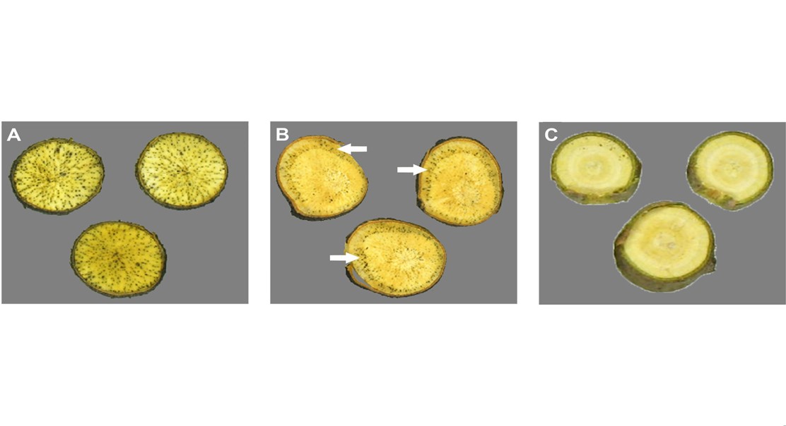 New fungus discovered infecting persimmon trees