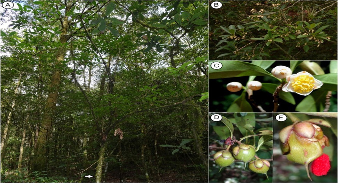 How tree populations vary genetically across eastern Mexico