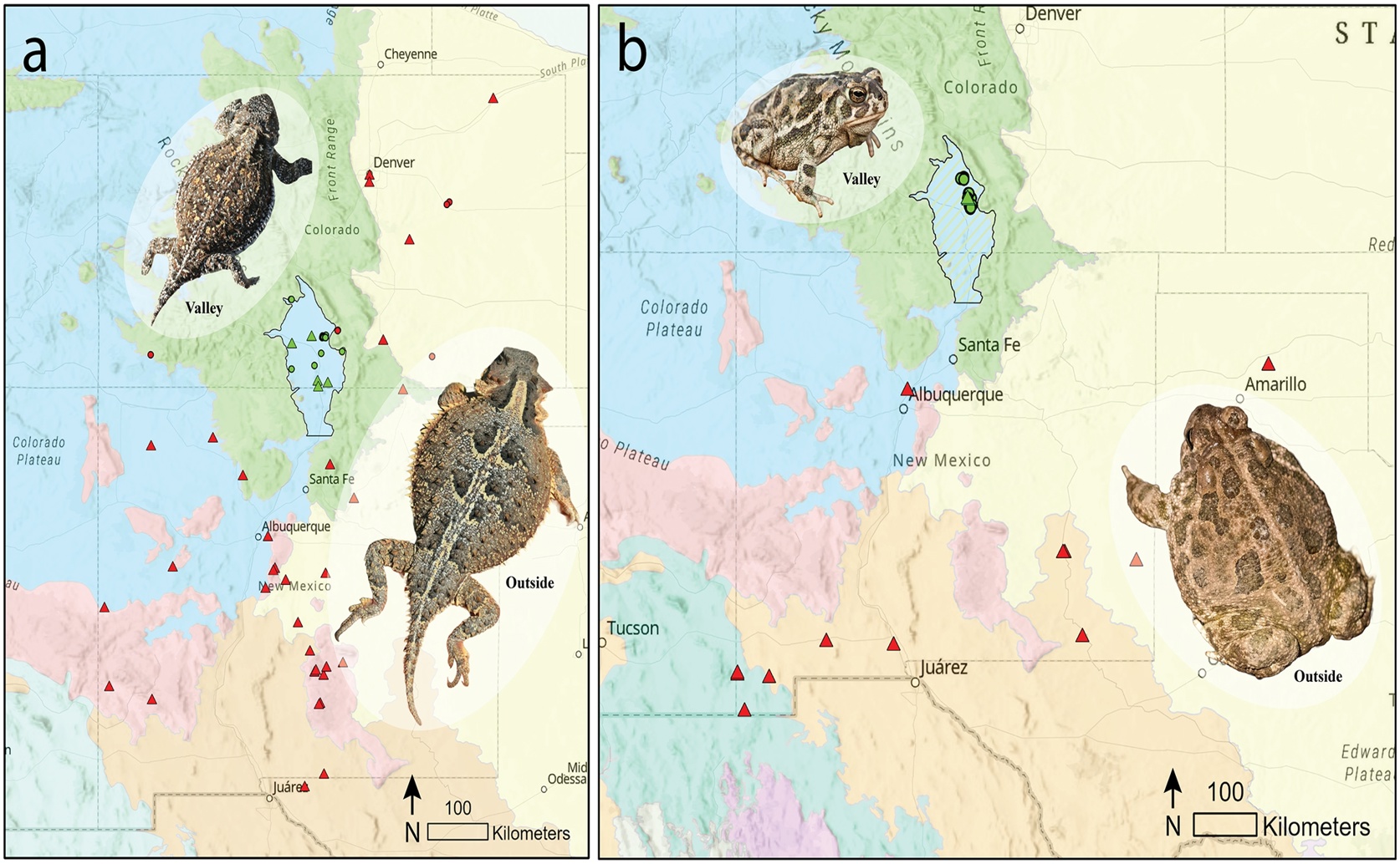Dwarfism and differing traits in male and female lizards and toads