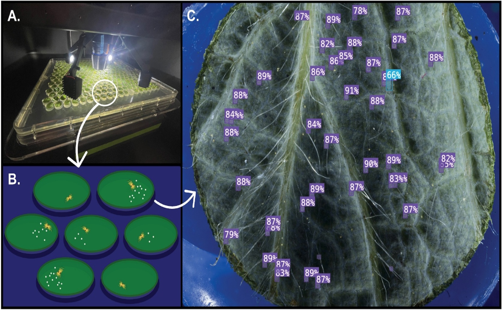 Computer vision speeds up research on two-spotted spider mite development