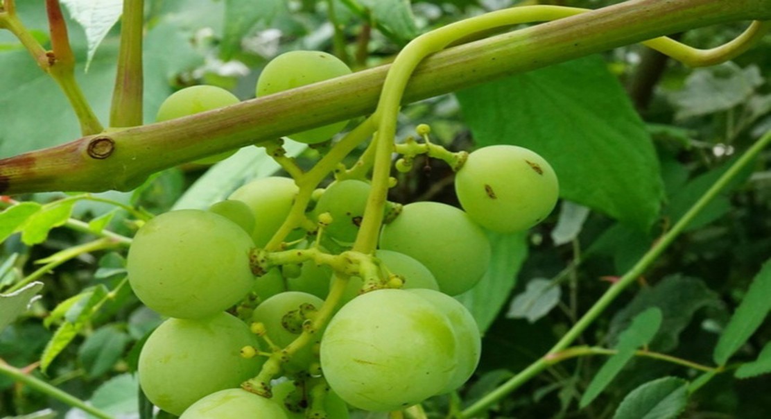 Do Grapevine Leaves Adjust to Changing Conditions to Optimize Photosynthesis?
