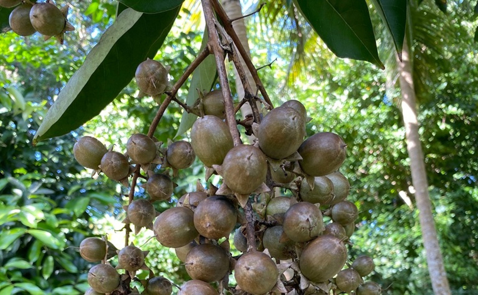 Crepe-myrtle leaf extract: Uncovering Potential medicinal properties of Crepe-myrtle leaf extract.