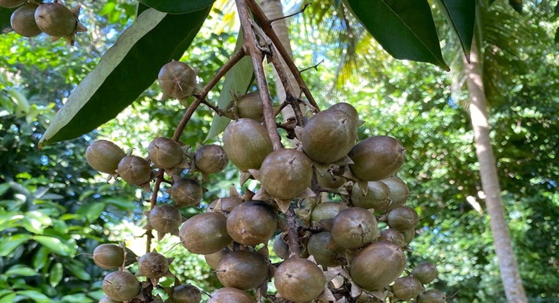 Crepe-myrtle leaf extract: Uncovering Potential medicinal properties of Crepe-myrtle leaf extract.