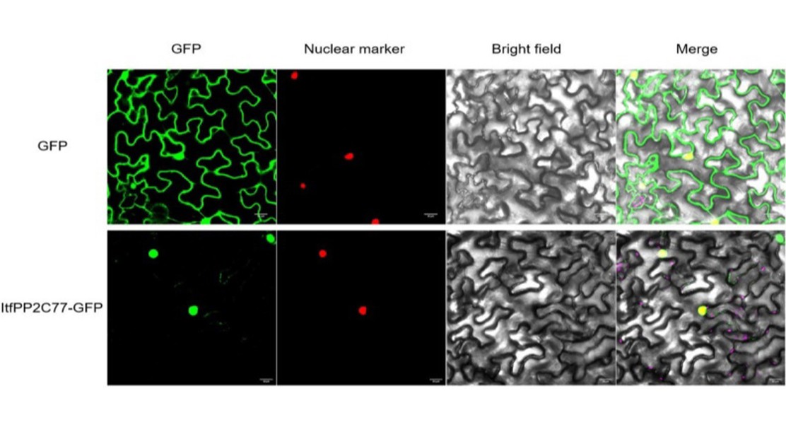 Sweet potato’s wild relatives reveal genes key to stress response