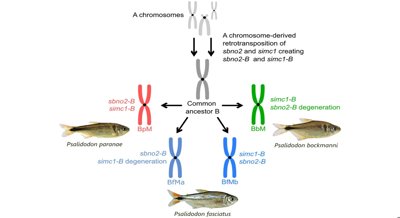 Retrotransposed DNA sequences in Psalidodon fishes drive genome evolution