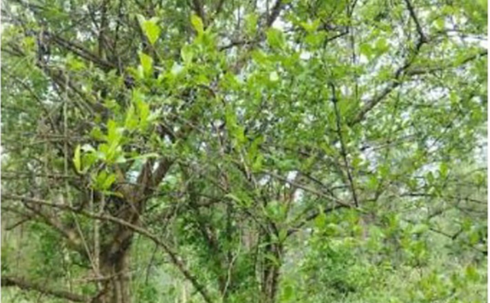 Plant extract helps create zinc oxide nanoparticles for medical uses