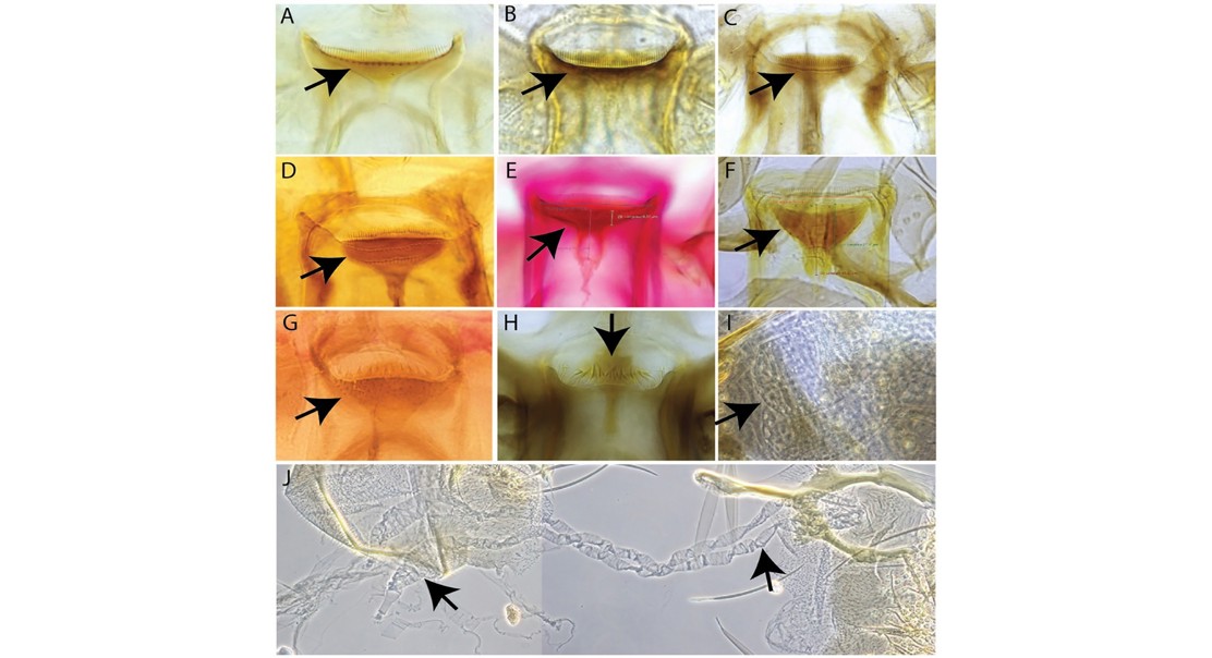 Sandflies in Laos reveal new species and disease risks