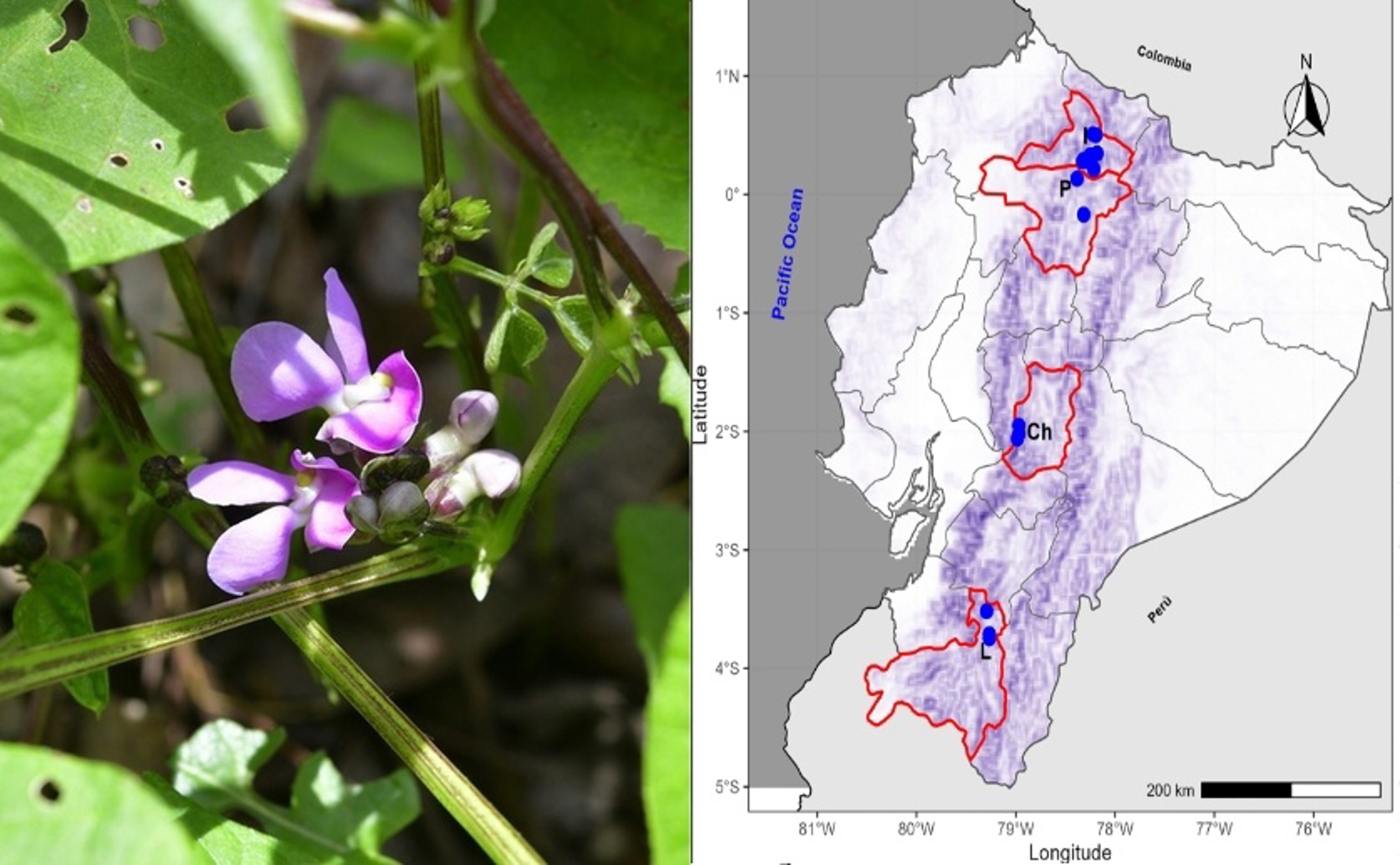 Bean root bacteria show surprising diversity with potential for improved growth