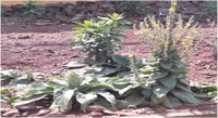 Exploring the Healing Powers of a Plant Extract and Its Silver Particles