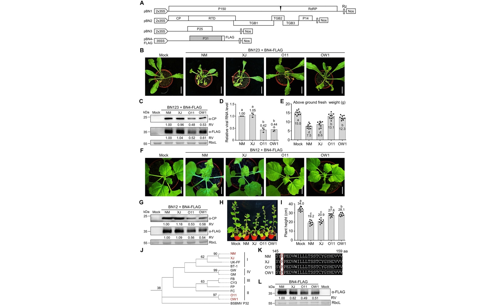 Gene variation in a virus protein affects its ability to evade plant defenses