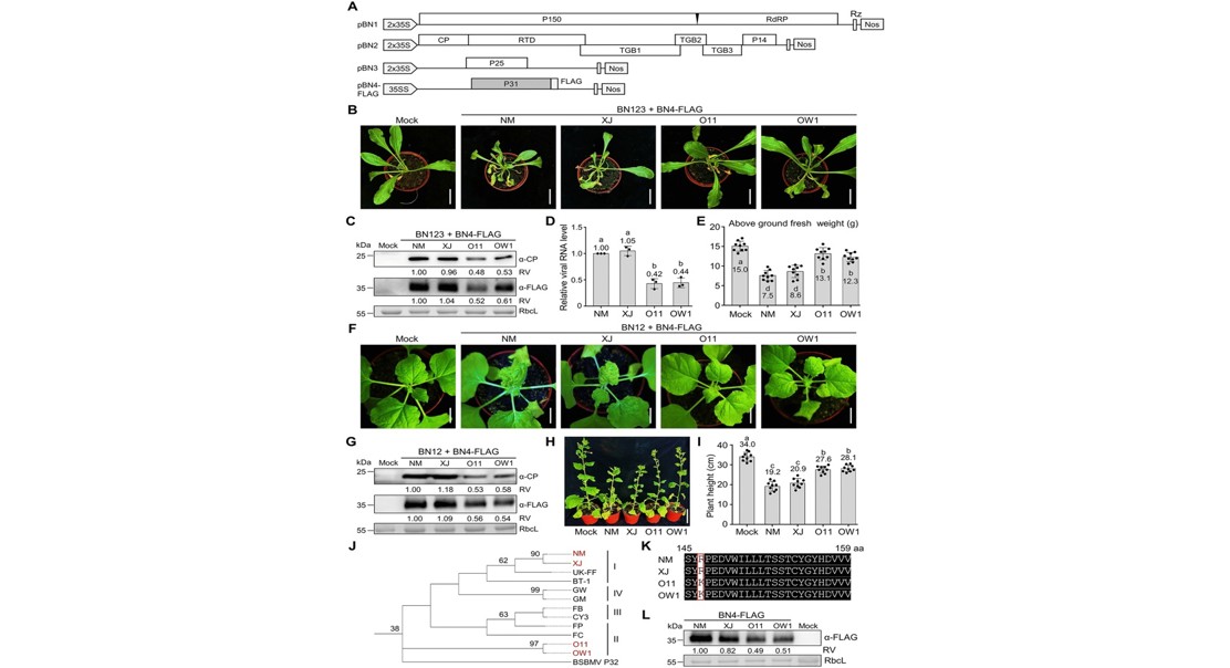 Gene variation in a virus protein affects its ability to evade plant defenses