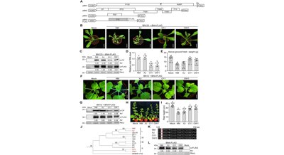 Gene variation in a virus protein affects its ability to evade plant defenses