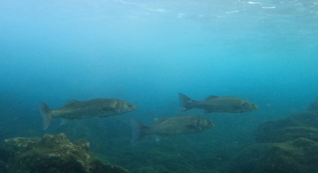 Hearing ability in sea bass reveals new details about fish sound perception