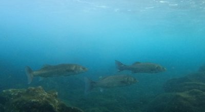 Hearing ability in sea bass reveals new details about fish sound perception