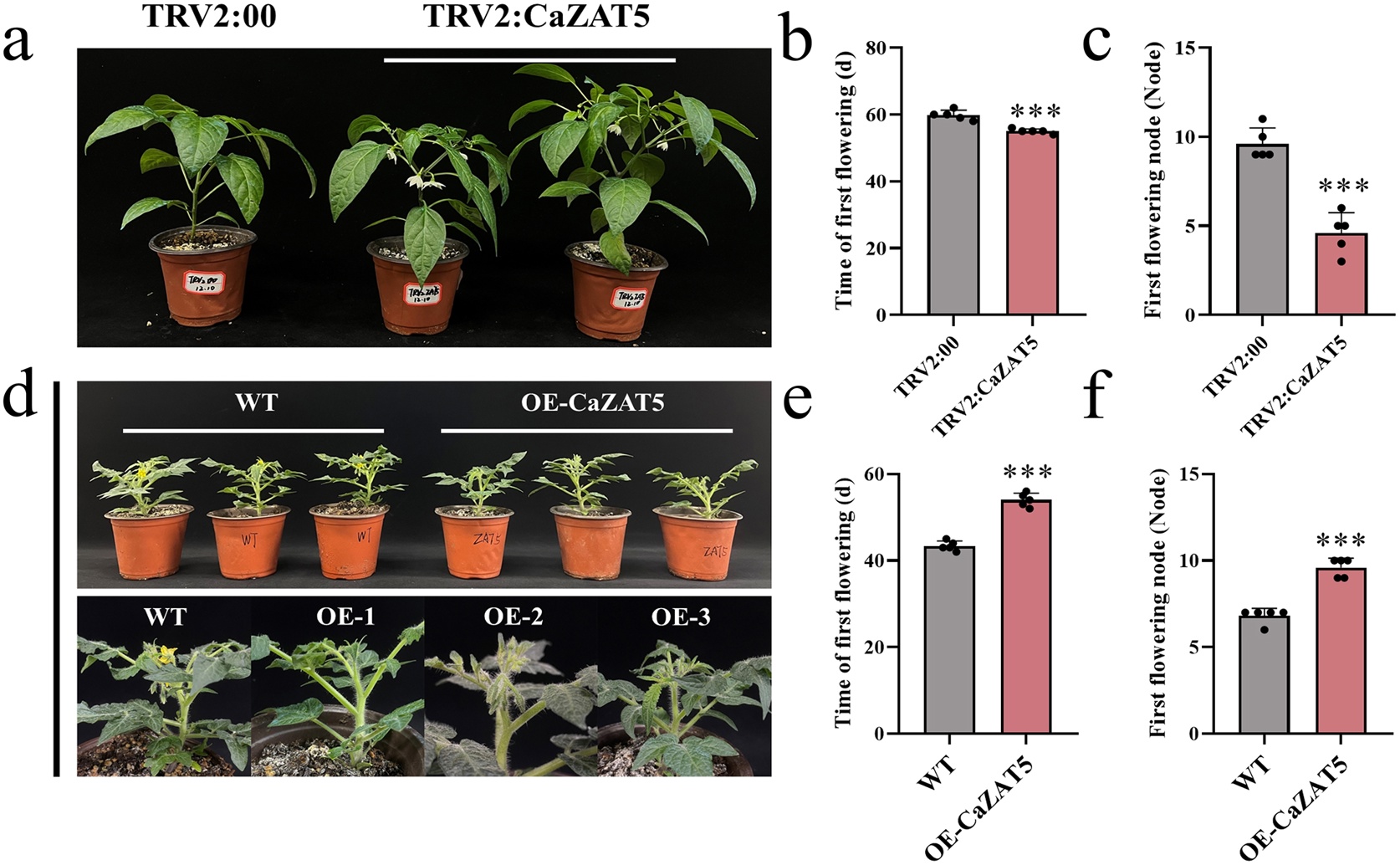 Gene delays flowering in tomatoes, impacting pollen production