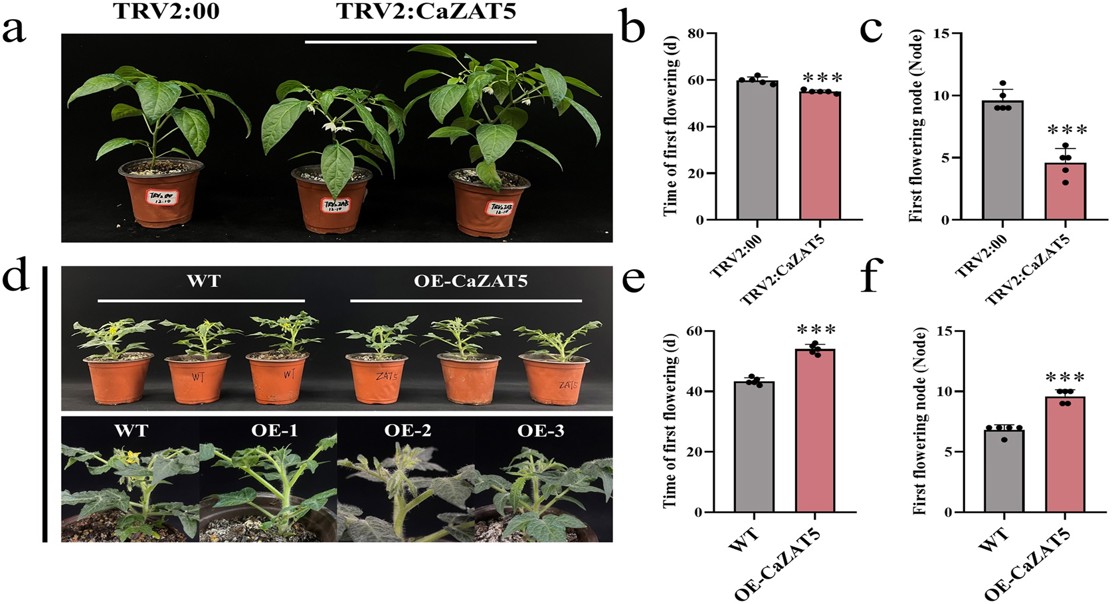 Gene delays flowering in tomatoes, impacting pollen production