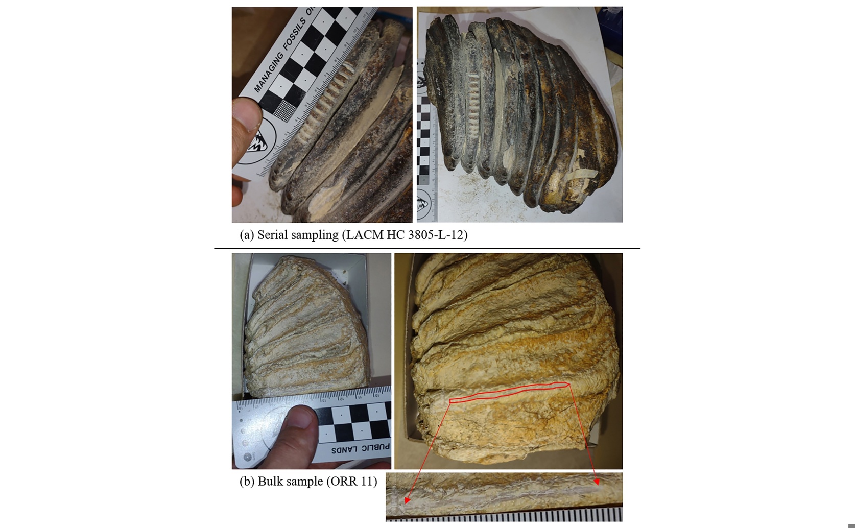 What mammoths ate and where they lived: Clues from ancient California fossils