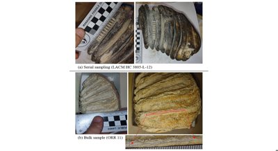 What mammoths ate and where they lived: Clues from ancient California fossils