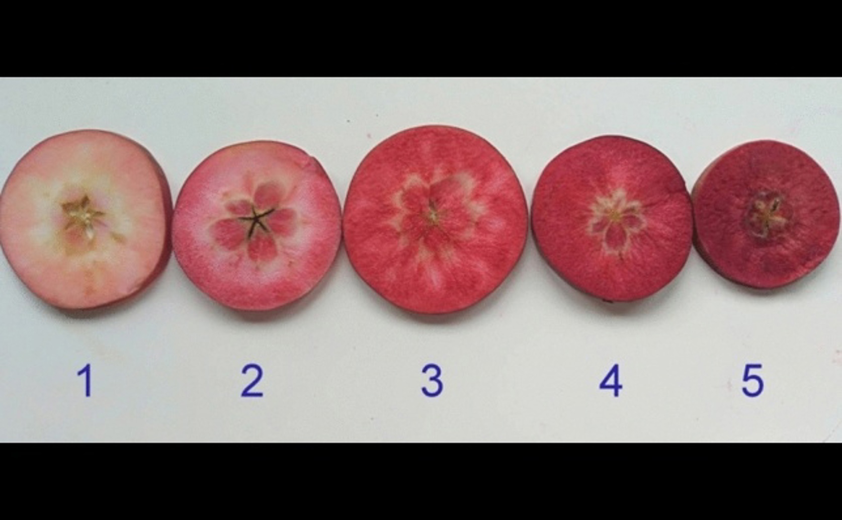 Fluorescent tagging reveals hidden genetic traits in red apple varieties