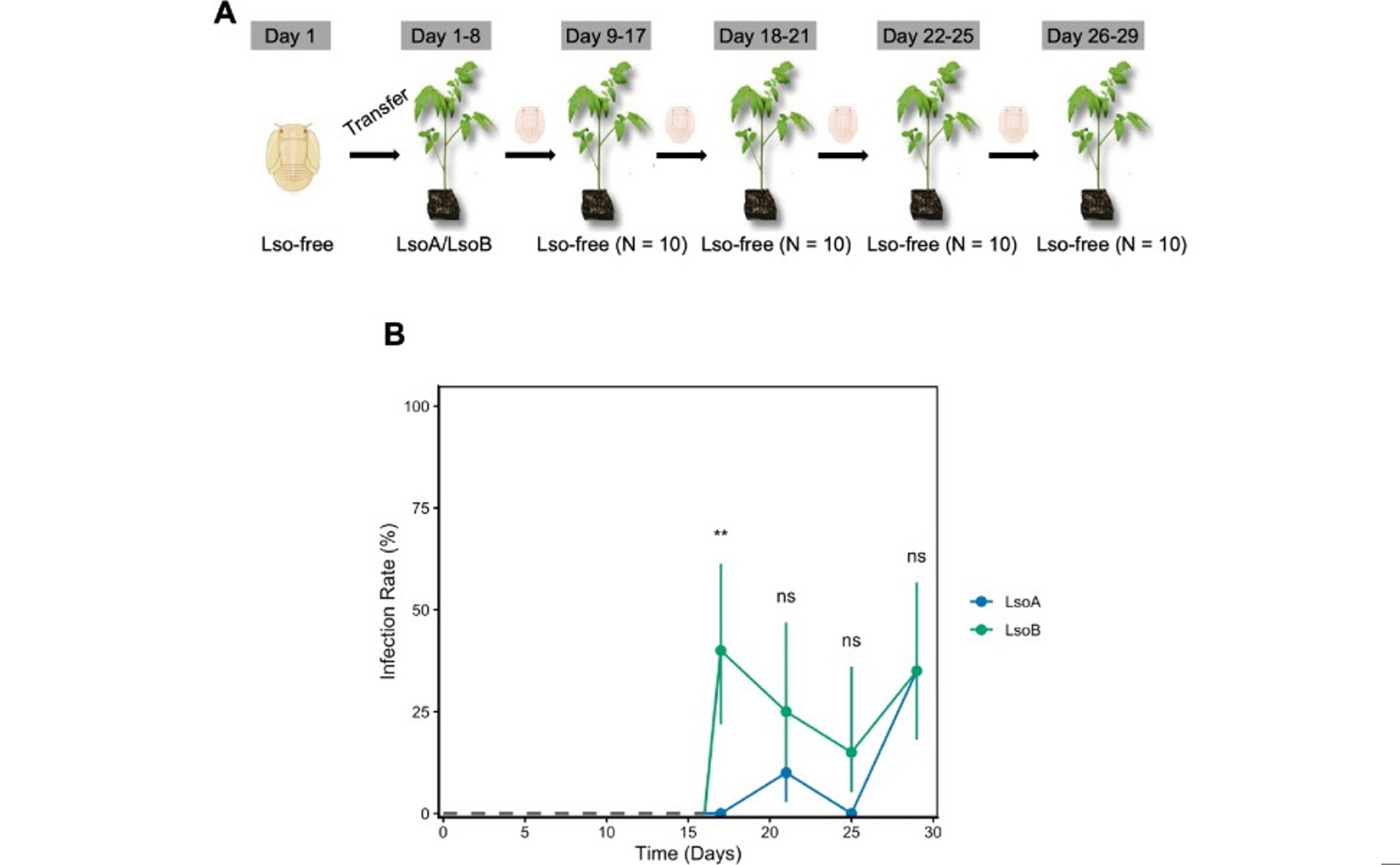 How potato psyllids spread bacteria that cause zebra chip disease