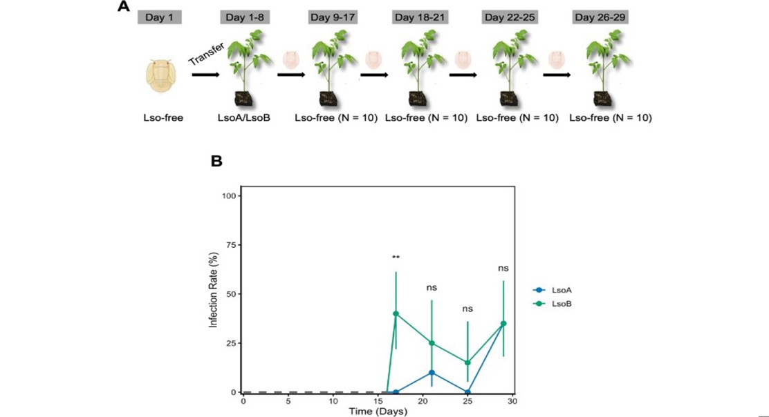 How potato psyllids spread bacteria that cause zebra chip disease