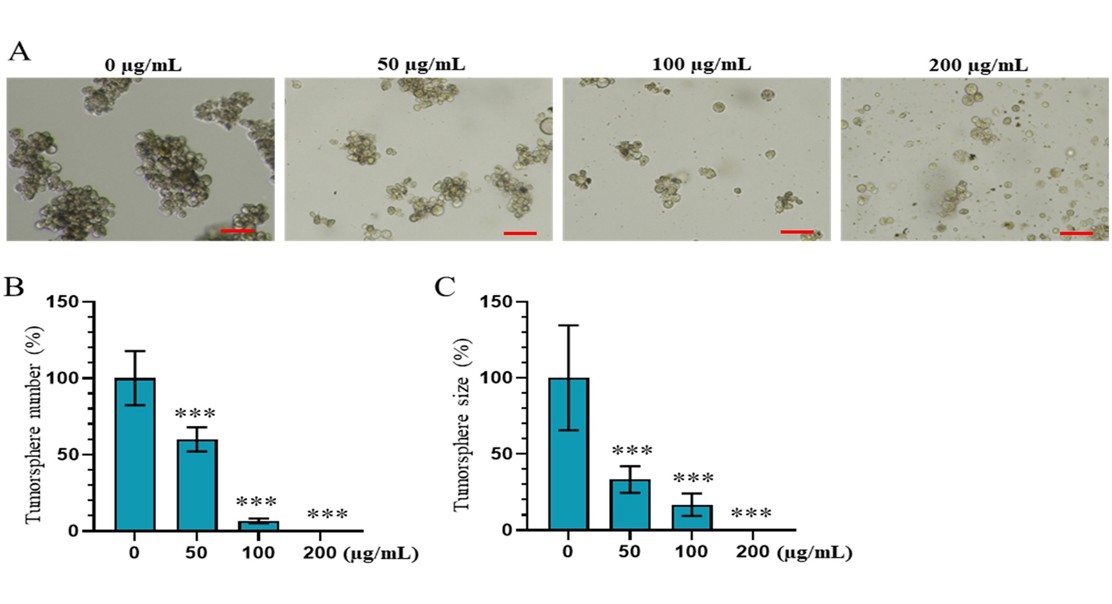Plant compounds from Ardisia villosa show promise in stopping gastric cancer cell growth