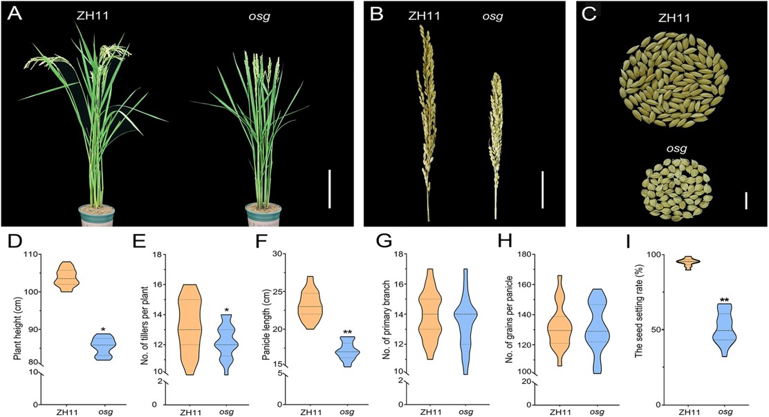 Gene discovery sheds light on rice yield and pollen development