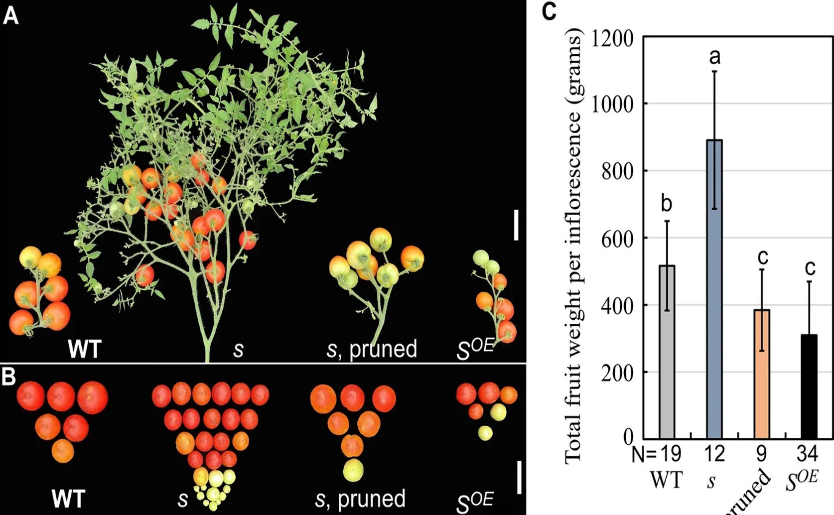 Compound S slows tomato fruit growth and seed production