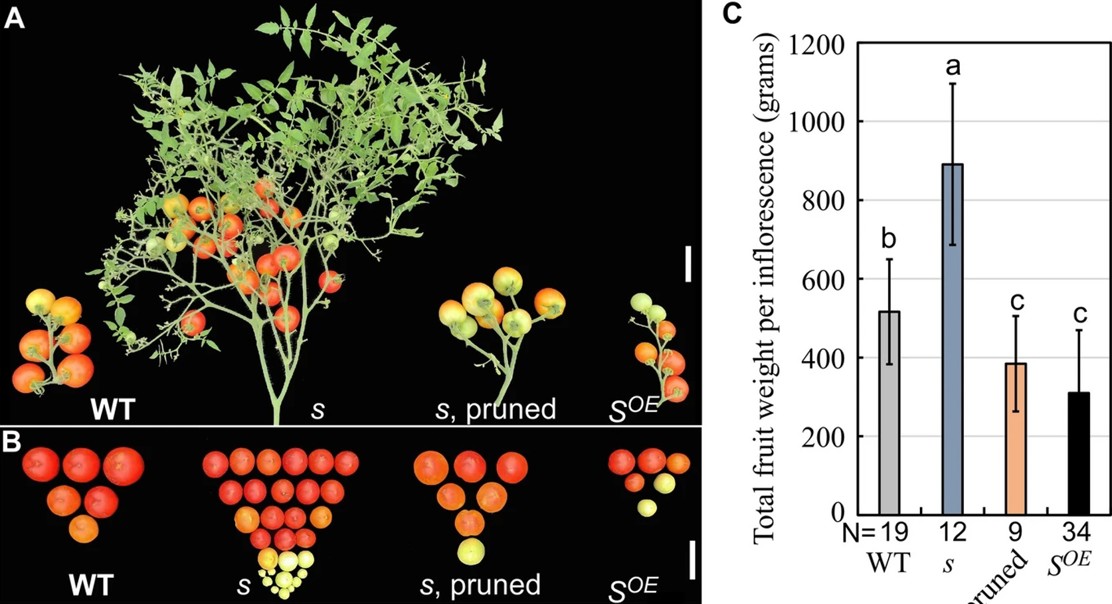 Compound S slows tomato fruit growth and seed production