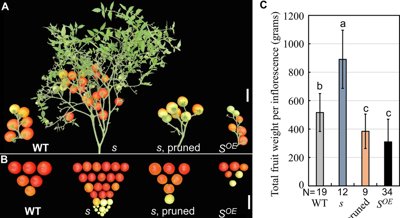 Compound S slows tomato fruit growth and seed production
