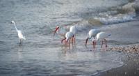How Bacteria Help Birds Repel Parasites and Raise Their Young