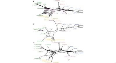 Unraveling the Mixed Ancestry of Australasian Cress Species