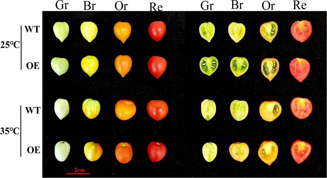 Tomato gene helps plants withstand heat, improving fruit quality