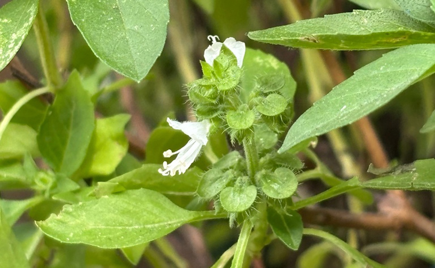 How scents affect saliva production