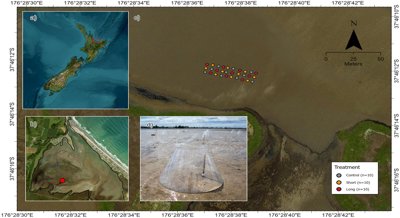 Diverse seafloor life helps ecosystems recover from marine heatwaves