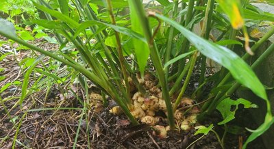 How Ginger Plants Respond to Environmental Stress