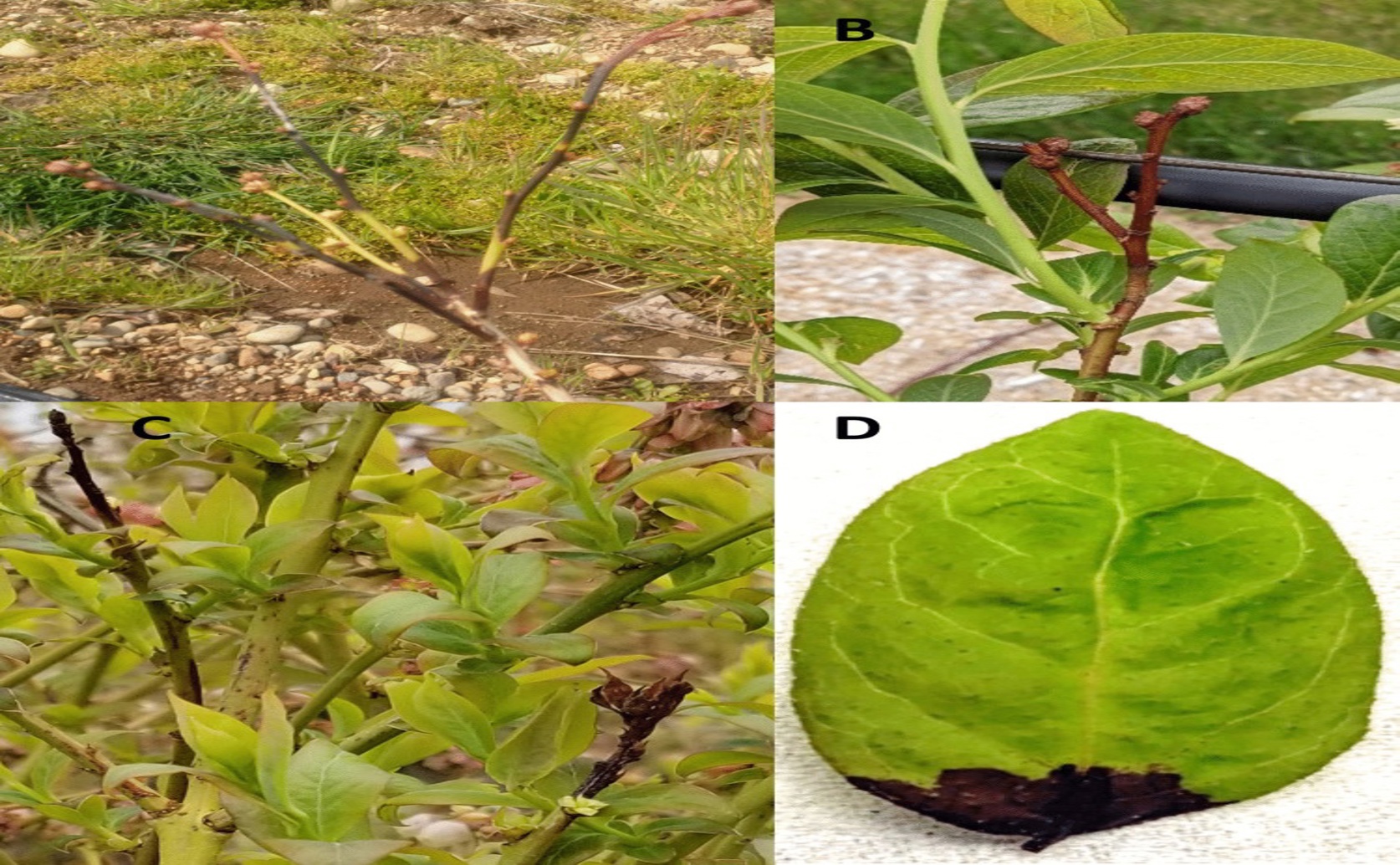 Blueberry bacteria show surprising diversity, offering clues for better farming