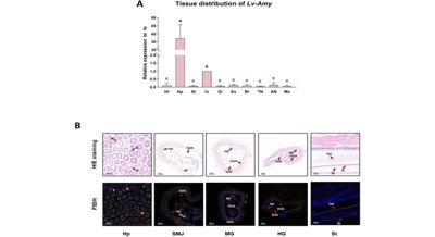 Shrimp genes reveal clues to better starch digestion