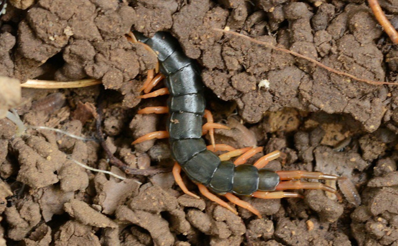 Bacteria found on centipede claws reveal unique microbial communities