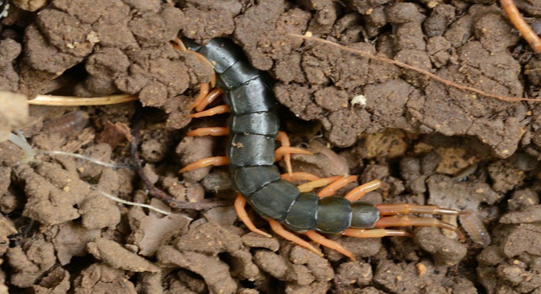 Bacteria found on centipede claws reveal unique microbial communities