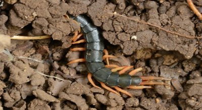Bacteria found on centipede claws reveal unique microbial communities