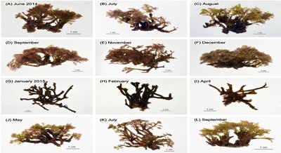 How Sunlight and Temperature Affect the Growth of Medicinal Red Seaweed