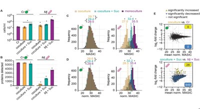 New technique allows detailed study of partnerships between different microbes