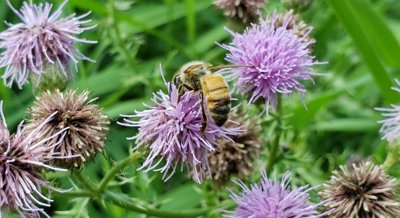 Hungry bees: How limited food affects bee behavior and health