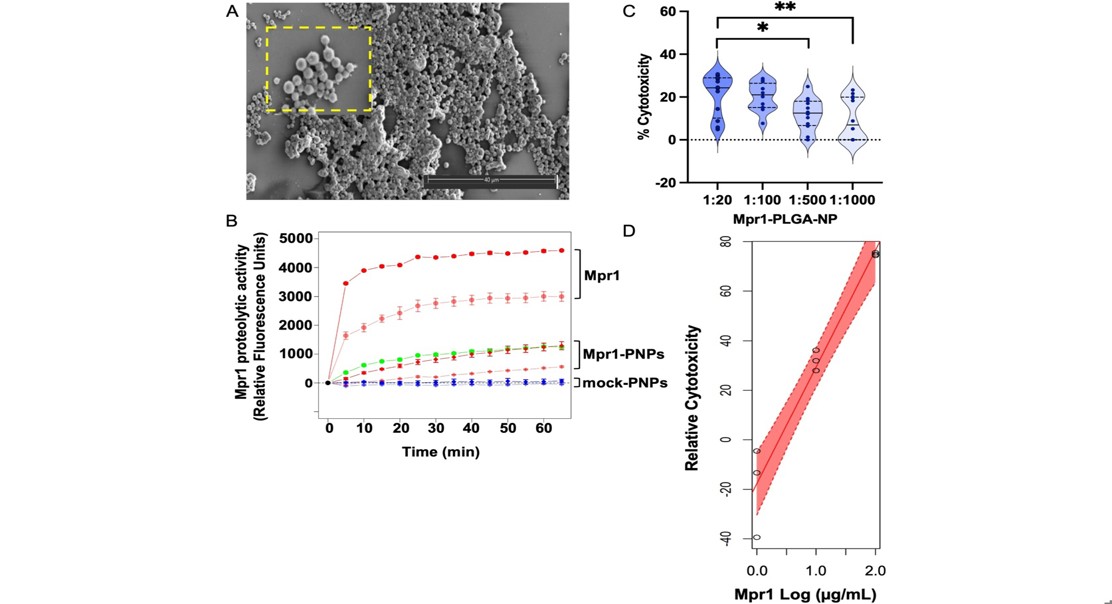 New nanoparticle treatment shows promise against a deadly fungal brain infection